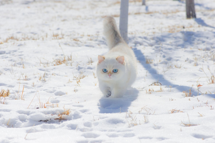 Hó, fagy, szél és macska