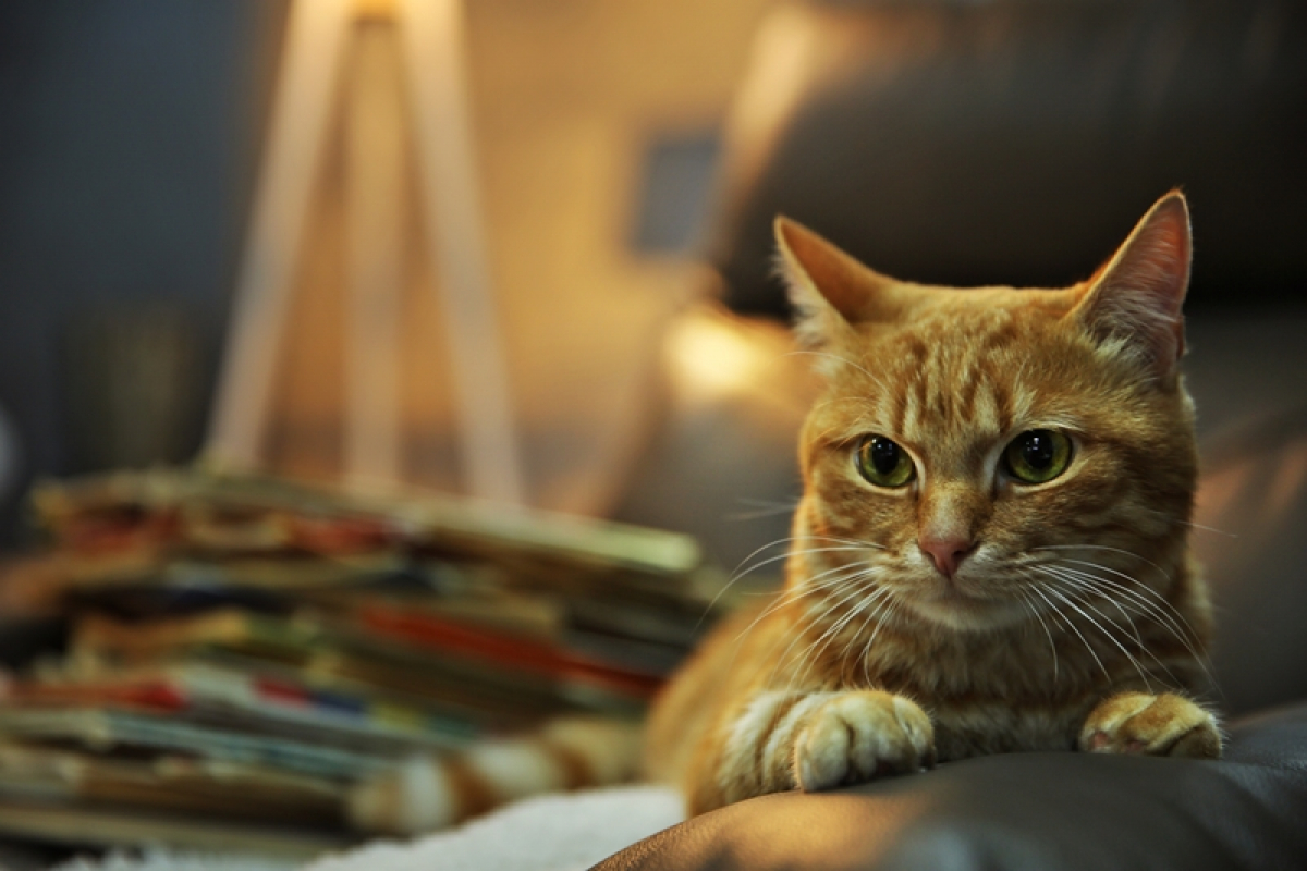 Europe Continent Show & National Golden Cat Hungary
