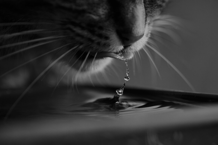 Miért fontos a víz a macska számára?