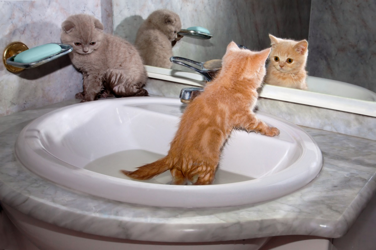 A macskát is lehet fürdetni