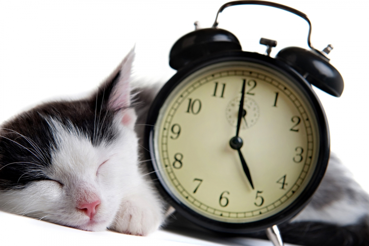 Tényleg alvajárók a macskák?