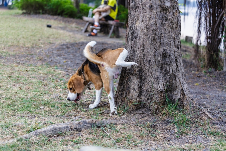 Dog piss. Dog pee in people.