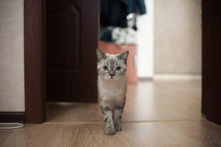 Macskatartás – lakásban