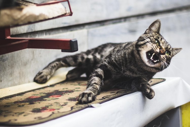 A macska agresszivitásának típusai