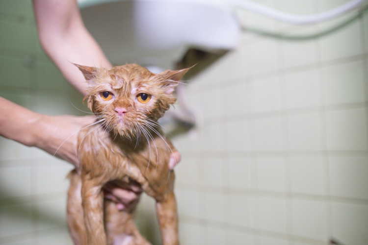 Hogyan élje túl egy macska fürdetését?