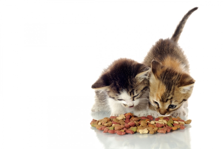 Egészséges étrend a növekvő cicának