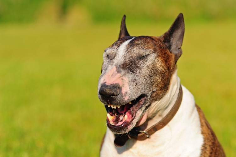 7 mód arra, hogy idős kutyája egészséges maradjon 