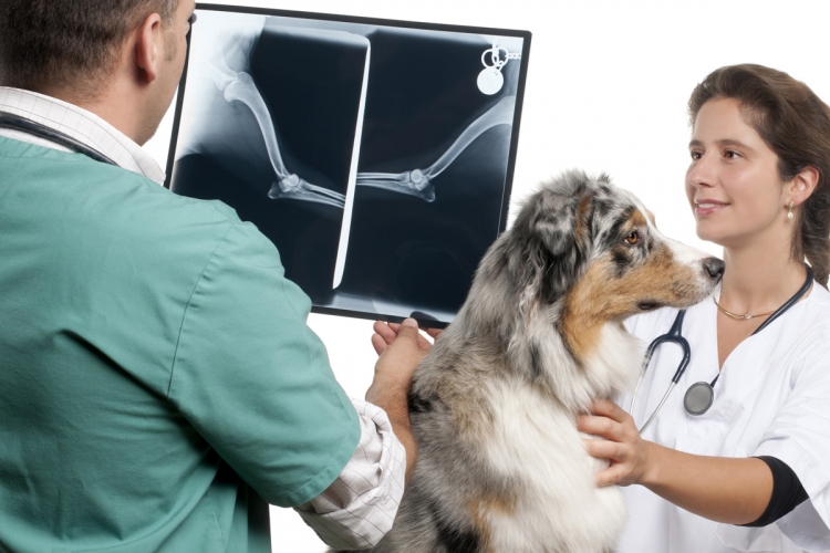 Diszplázia (dysplasia) a kutyáknál - jatekhalozat.hu - Hellodog-Webshop