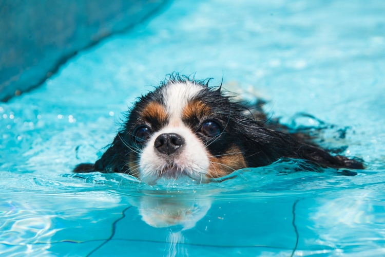 Hidroterápia kutyáknak