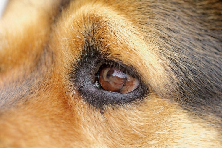 A szemsérülések tünetei és kezelése kutyáknál - HáziPatika
