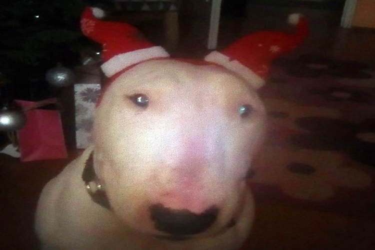 Bulldog karácsonyt!