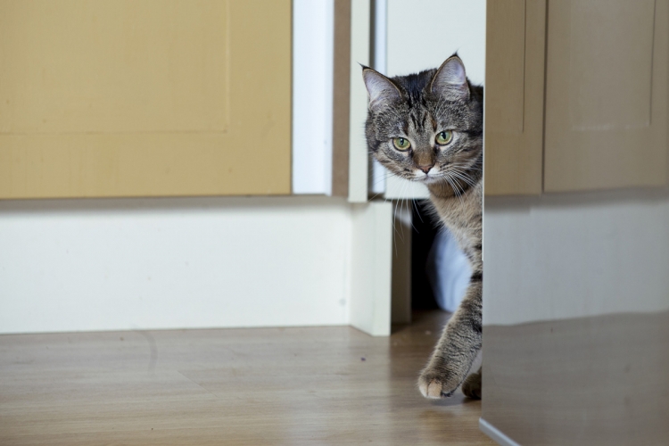 Запускаем кошку в дом. Кот в квартире. Новоселье кошка. Кот входит в дом. Кот заходит в квартиру.
