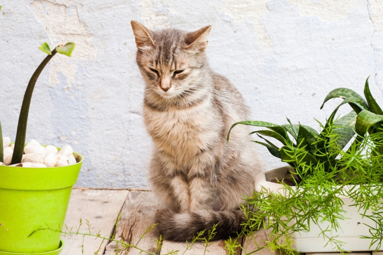 Növények, melyek ártalmasak a cicának