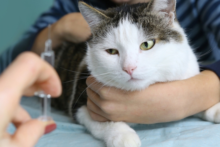 Hogyan kezeljük egy macska szájüregi daganatát?