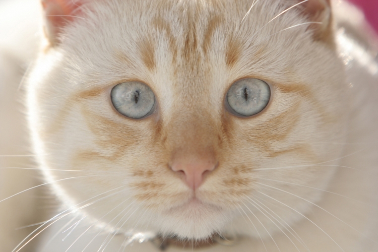 A macska szemének anatómiája