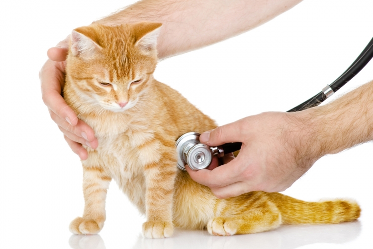 Kisállatorvos - Ne kockáztassunk - Fontos oltások macskák számára