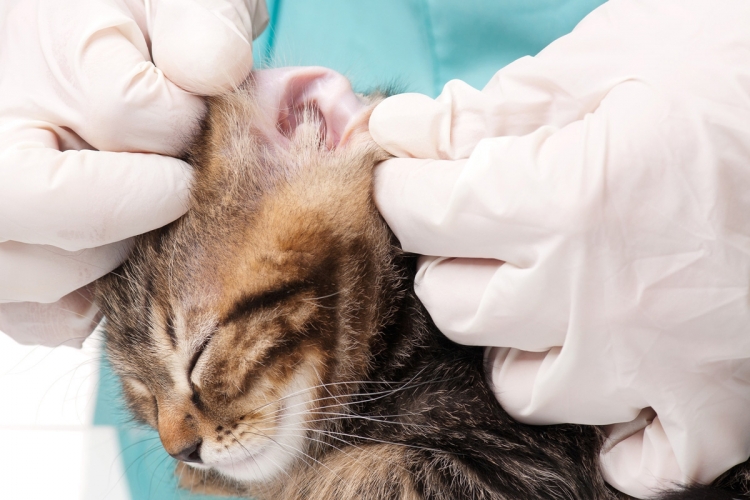 Házi gyógymódok látásában vagy hallásában sérült cicák számára
