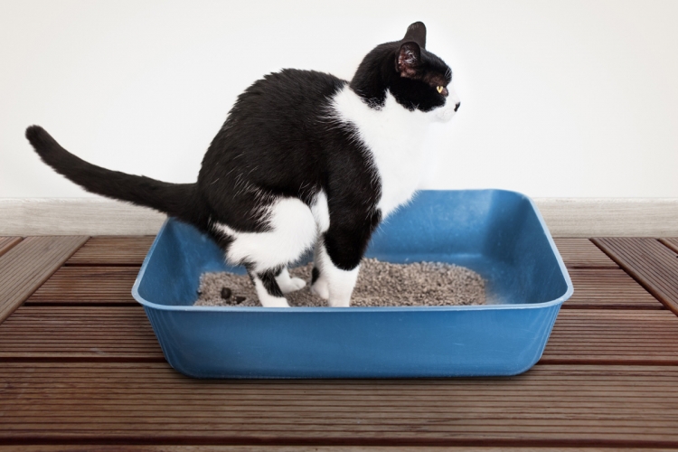 Orsóféreg a macskáknál: gyakori kérdések és válaszok