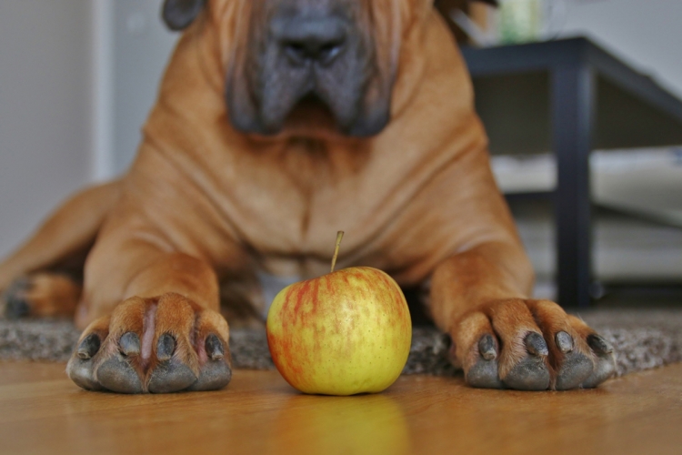 Ehet-e a kutya almát?