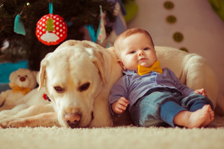 ismerd meg a kutya és a baba)