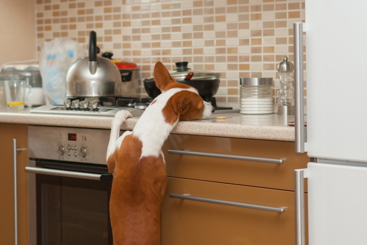 Hogyan tegye biztonságossá az otthont a kutya számára