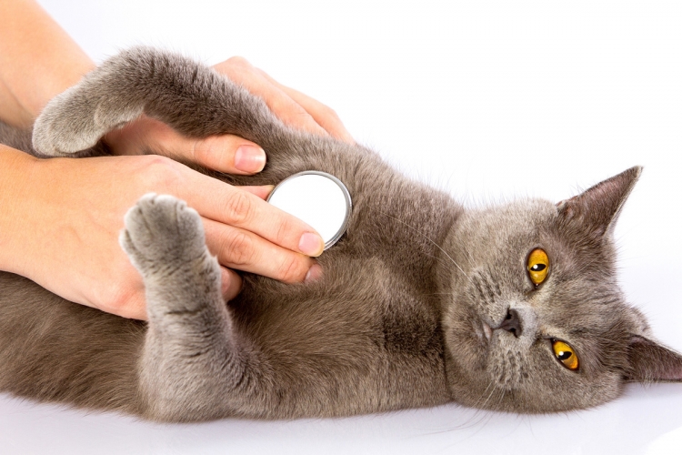 Hogyan előzhető meg a macskák szívférgessége?
