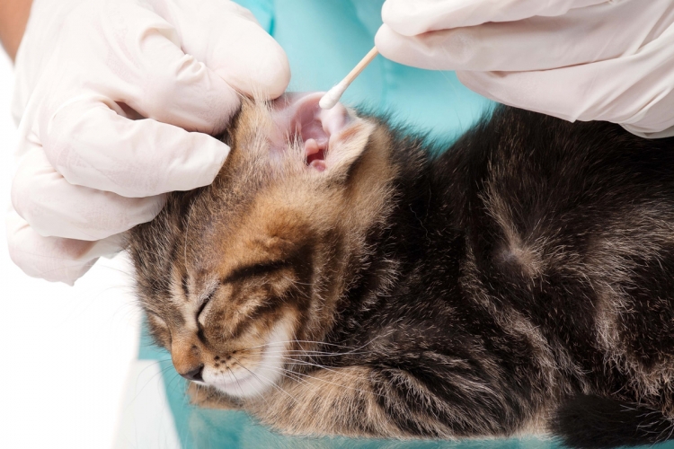 karcolások macskák füle kezelés