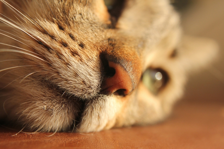 cukorbetegség tünetei macskáknál propolisz alkalmazása a cukorbetegség kezelésében