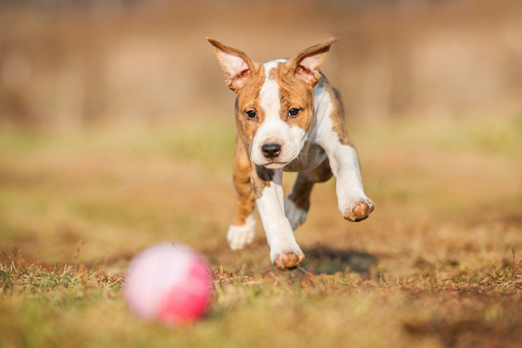 Öt ok, amiért fontos a játék a kutya életében