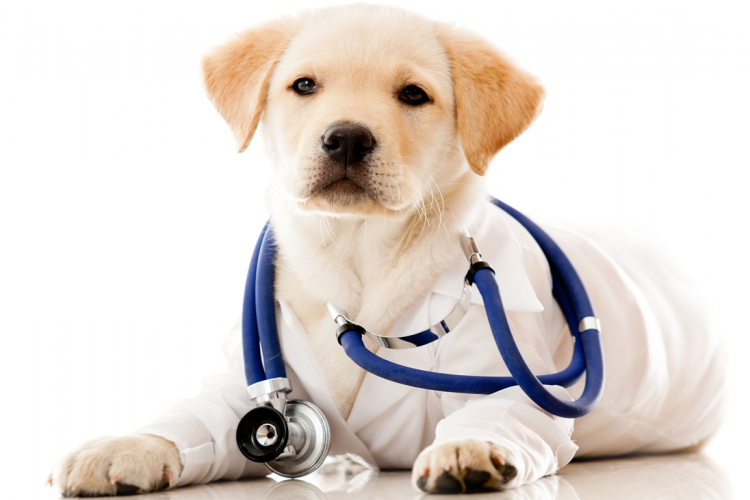 Mikor muszáj orvoshoz vinni az állatokat?