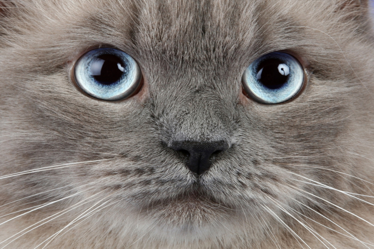 A cica szeme világa