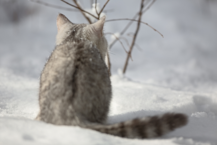 Tippek a macska ápolásához a hideg, téli hónapokra