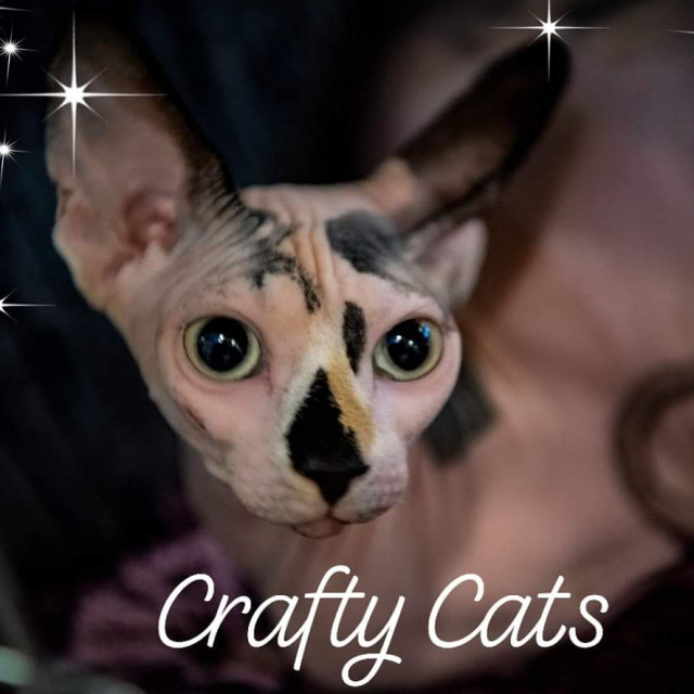 Crafty Cats Clarity