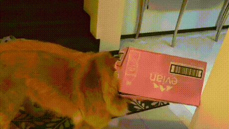 A fejére ragadt a doboz
