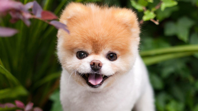 Fluff!