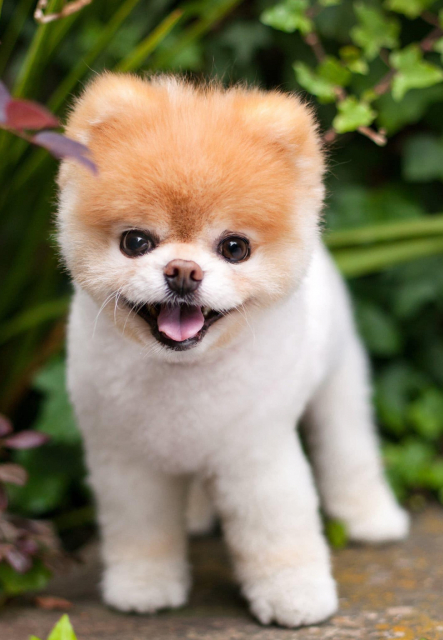 Fluffy