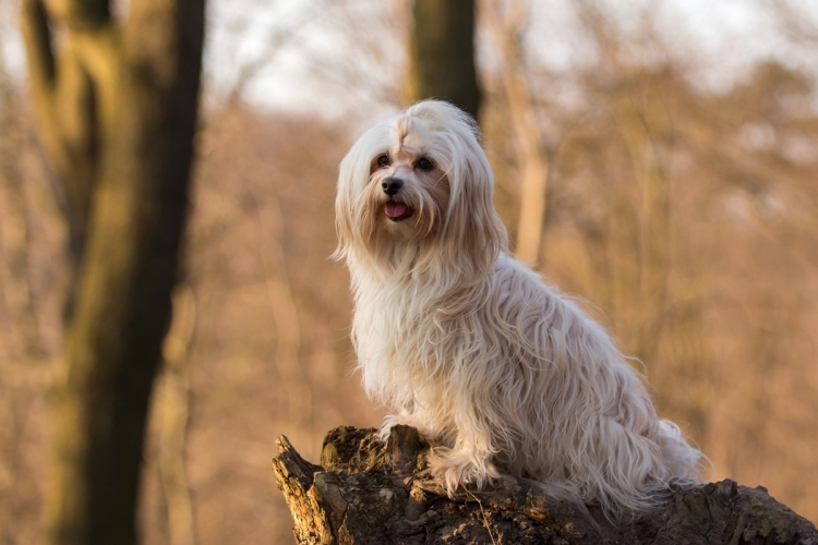A bichon havanese kozmetikája