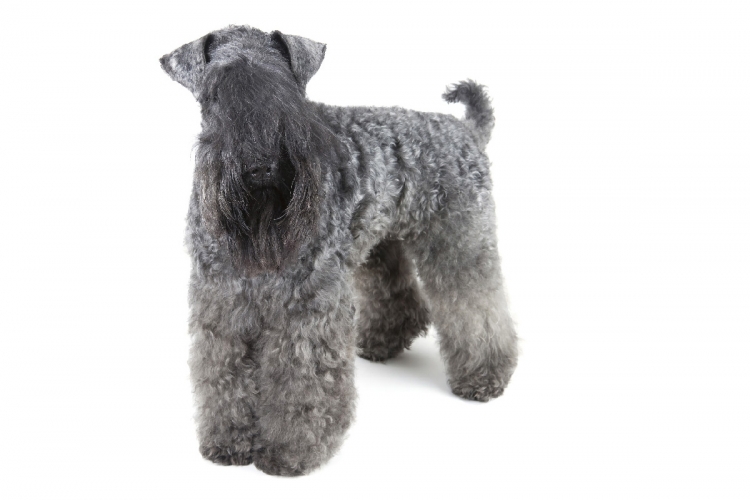 A kerry blue terrier kozmetikája