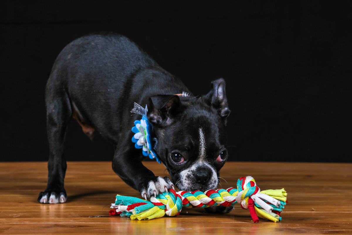 Budapest Winner CACIB Show
