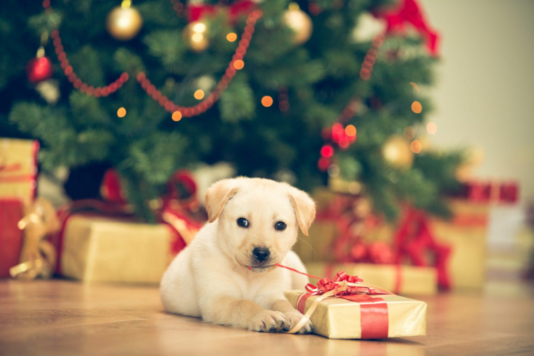 Mit vegyünk a kutyának karácsonyra? 10+1 ajándékötlet kutyáknak