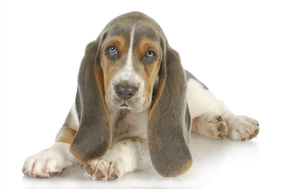 WinterDogShow 2020 Budapest