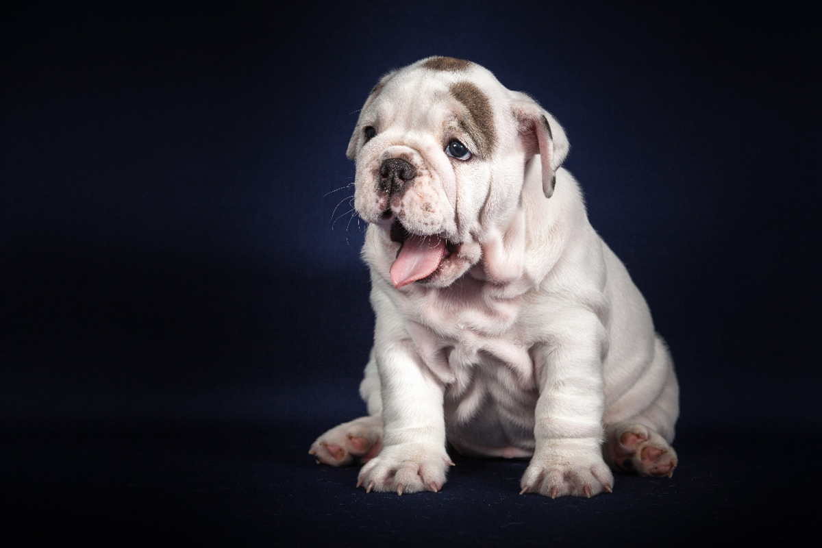 3 x CACIB Dog Show