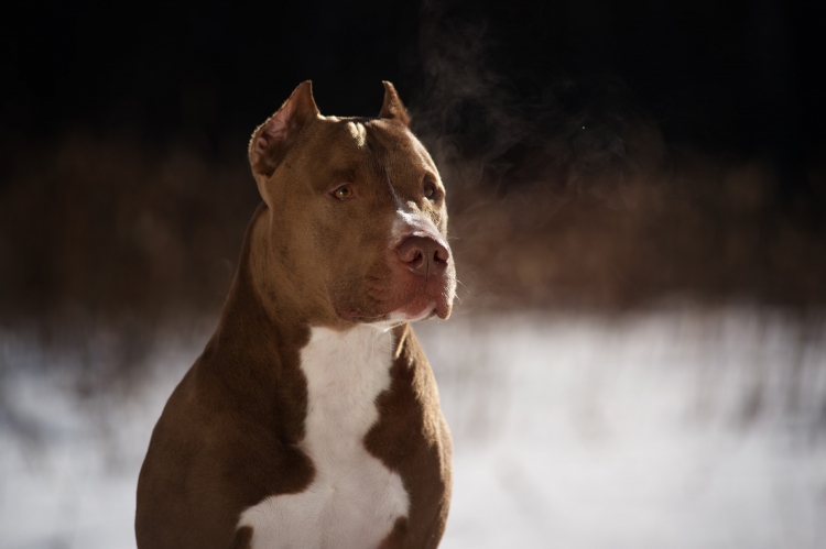Amerikai pit bull terrier
