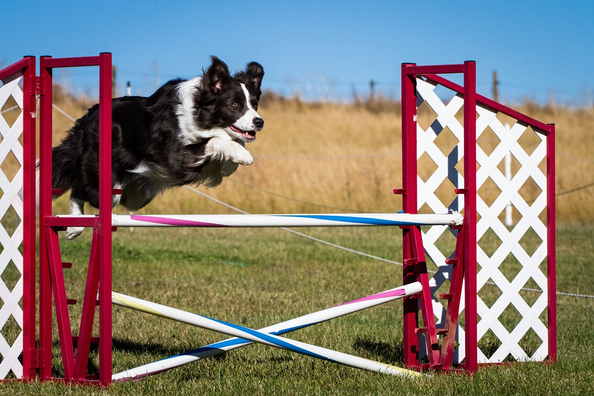 Hard Dog Race Base - A kutyás akadálypályás futóverseny