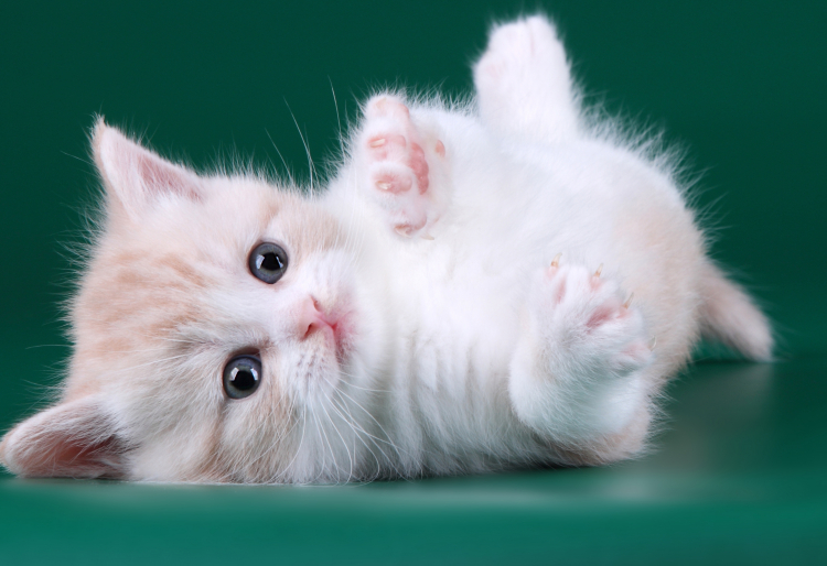 Kitty <3