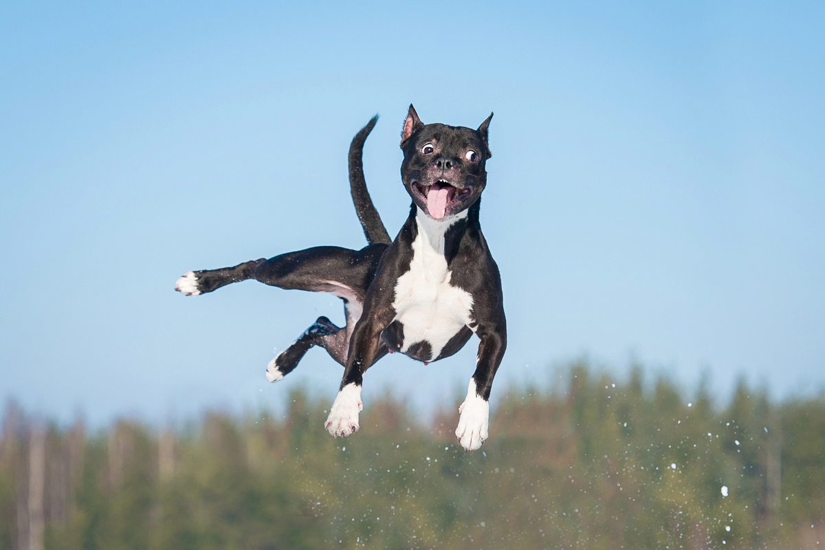 Dog Dancing Hungarian Open