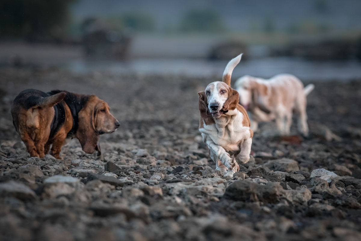 64. Dog Hájking Kutyás Túra