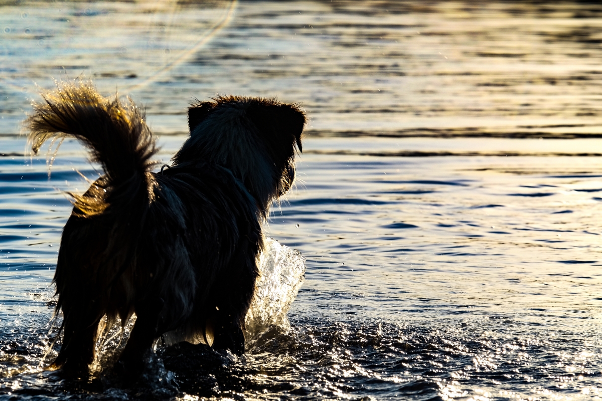 66. Dog Hájking Sátras Kutyás Túra 