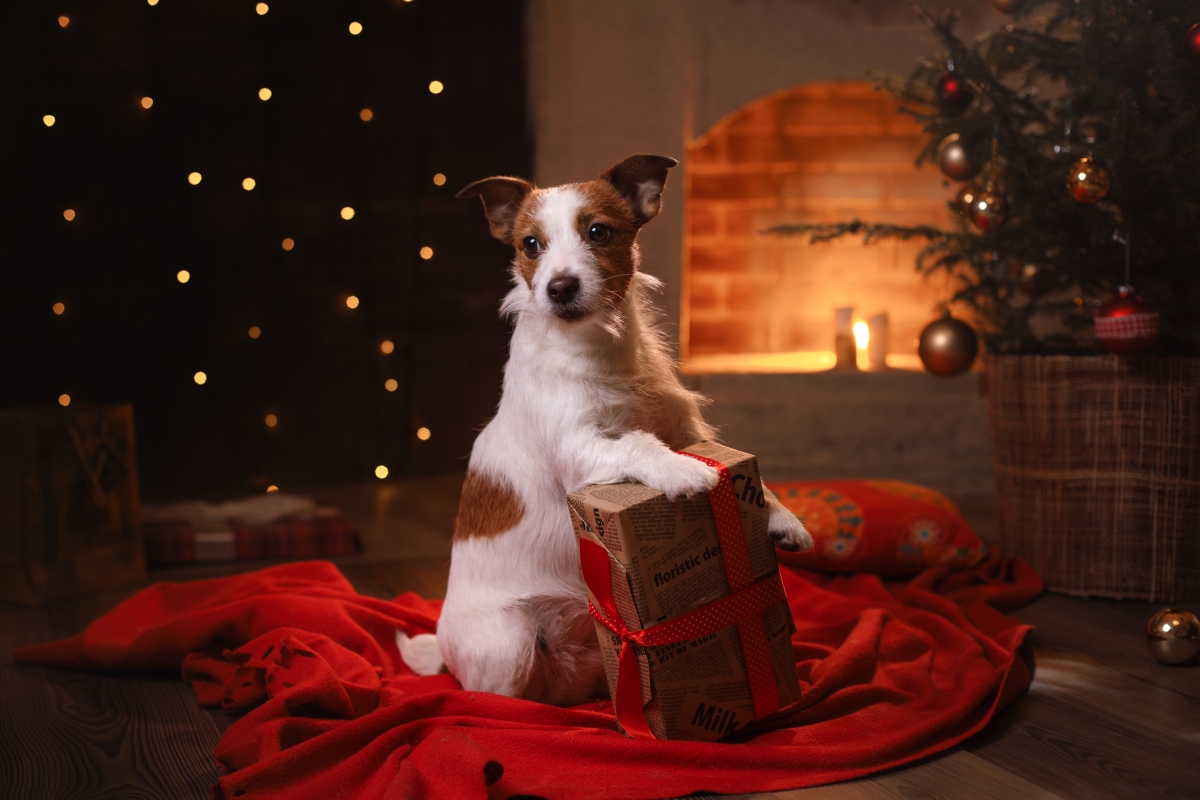 IX. Mindent a Kutyákért Gyűjtés - A Nagy Karácsonyi Gyűjtés