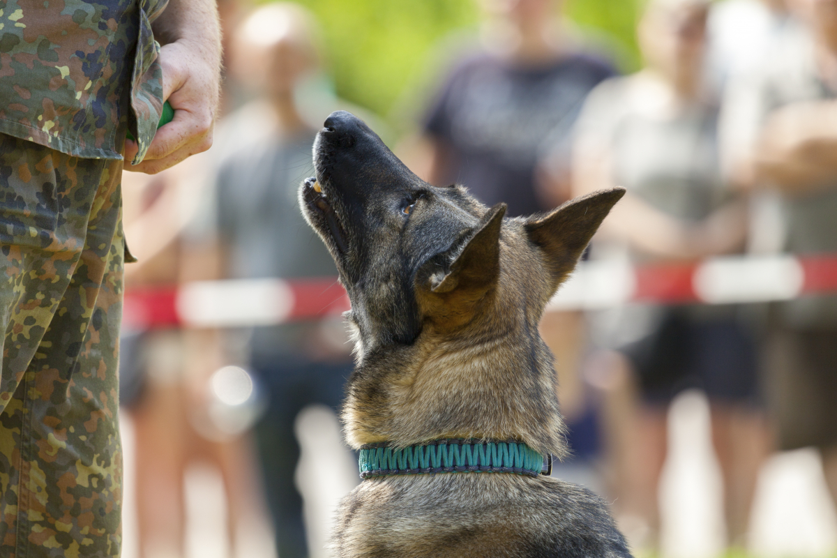 7. K9 Brutally Excellent Dog Tréning